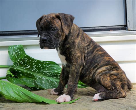 American Bulldog Boxer Puppies For Sale